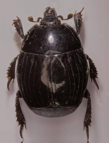 Margarinotus striola succicola